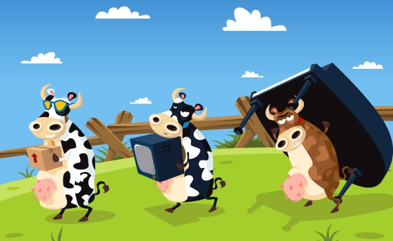 Cows Moving